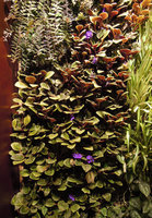 Purple Saintpaulia flowering on the Vertical Garden, Sofitel Palm Jumeirah, Dubai