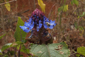 Pycnostachys urticifolia, Mulanje, Malawi