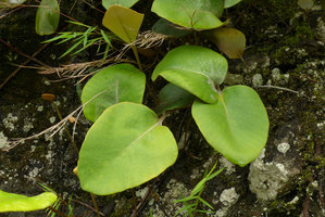 Pyrrosia abbreviata, sterile fronds, Maninjau lake area, West Sumatra