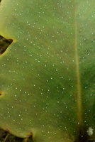 Pyrrosia abbreviata, upper adaxial sterile frond surface with white mineral dots excretion from hydathodes, close up, Maninjau lake area, West Sumatra