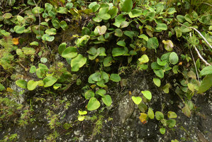Pyrrosia abbreviata, vegetative population on vertical rock surface, Maninjau lake area, West Sumatra, Dec. 2016