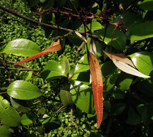 Pyrrosia assimilis, fertile fronds, Suzhou, China