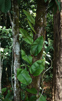 Pyrrosia christii, epiphytic and climbing along a tree trunk, Danum Valley, Sabah, Borneo