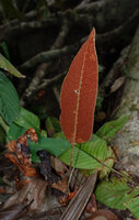 Pyrrosia christii, fertile frond, Danum Valley, Sabah, Borneo