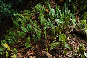 Pyrrosia christii on a rock covered by dead leaves litter and a Selaginella, Nephrolepis and orchid., Danum Valley, Sabah, Borneo
