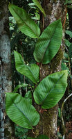 Pyrrosia christii, stem climbing vertically, fixed by adventitious roots like many Araceae, Piper or Ficus, Danum Valley, Sabah, Borneo