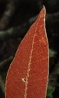 Pyrrosia christii, upper part of the fertile frond, Danum Valley, Sabah, Borneo