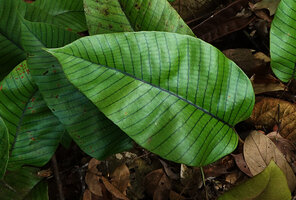 Pyrrosia christii, vegetative frond, Danum Valley, Sabah, Borneo