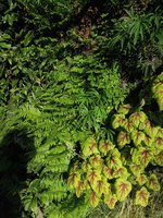 Pyrrosia, Dryopteris, Helleborus and Heuchera, Foundation for the Carolinas, Charlotte, NC, April 2013