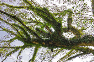 Pyrrosia lanceolata along branches of a coastal tree, Ruaniu, Guadalcanal, Solomon Islands by Patrick Blanc, an inspiration for the hanging blades at Gourmet Garden in Changi T 2