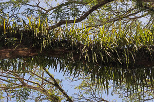 Pyrrosia lanceolata along the branche of a coastal tree, Ruaniu, Guadalcanal, Solomon Islands