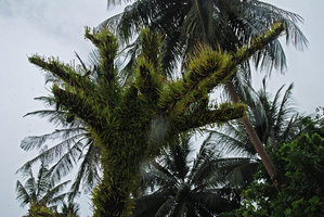 Pyrrosia lanceolata covering a dead tree by the sea, Tioman, Malaysia