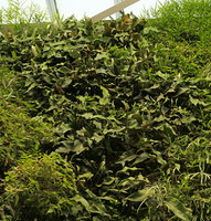 Pyrrosia lingua on the vertical garden, Shinkansen station, Yamaguchi, Japan