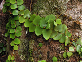 Pyrrosia nummularifolia, shingle fronds appressed to the tree trunk, Kelantan, Malaysia