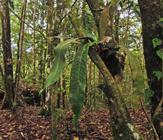 Pyrrosia princeps, a low epiphyte, Varirata NP, Papua New Guinea