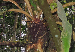 Pyrrosia princeps, bird nest root system, Varirata NP, Papua New Guinea