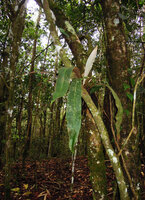 Pyrrosia princeps epiphytic in quite open forest, Varirata NP, Papua New Guinea