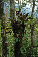 Pyrrosia sp. as epiphyte, Khao Yai NP, Thailand