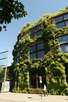 Quai Branly Jacques Chirac Museum Vertical Garden by Patrick Blanc,13 years after its creation during summer 2004, now June 2017