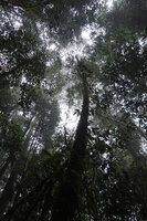 Racemobambos ceramica climbing in the trees and reaching the forest canopy, Manusela NP, 1000 m asl, Seram, Moluccas