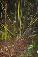 Racemobambos ceramica, clustered culms in forest understory, Manusela NP, 1000 m asl, Seram, Moluccas