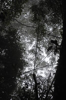 Racemobambos ceramica, foliage in forest canopy, Manusela NP, 1000 m asl, Seram, Moluccas
