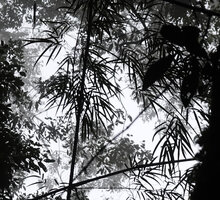Racemobambos ceramica, leaves in forest canopy, Manusela NP, 1000 m asl, Seram, Moluccas