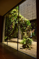 Racines Echasses du Patio, IlSereno, Como Lake, Italy, Oct. 2016