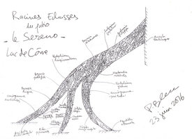 Racines Echasses du patio, Le Sereno, Lac de Come, design by Patrick Blanc