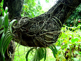 Racines Orchidée sur tronc, Chiang Mai, Thailande