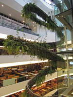 Rain Forest Chandelier, EmQuartier, Bangkok, some spires with ferns and Cissus sicyoides