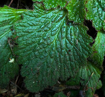 Ramonda myconi, bullate leaf structure, this three dimensional pattern increasing the photosynthetic leaf surface in this low light situation, Andorra
