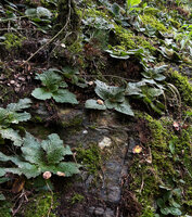 Ramonda myconi on vertical shale rocky face, Andorra