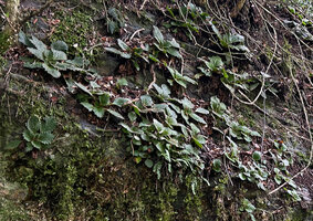 Ramonda myconi, population on mossy shale rock face, Andorra