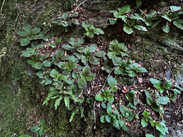 Ramonda myconi, population on vertical shale rock, Andorra