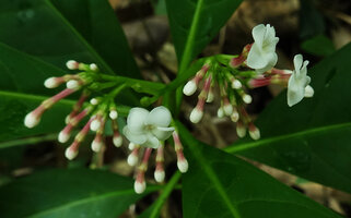 Rauvolfia serpentina, flower buds and flowers at anthesis, Khao Yai NP, Thailand