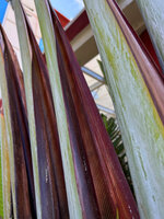 Ravenala agatheae, dark purple brown open sheath of the leaf, Diego Suarez, Madagascar