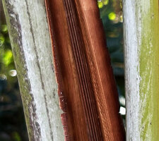 Ravenala agatheae, dark purple brown striation in the open leaf sheath, Ambilobe, Madagascar
