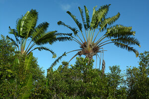 Ravenala agatheae, flowering and fruiting individuals, Manehoko, Madagascar, photo David Scherberich
