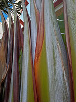 Ravenala agatheae, green and white outer parts of leaf sheath and dark purple inside adaxial open parts, Diego Suarez, Madagascar