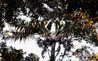 Ravenala blancii, adult flowering individual in the forest canopy, few  and quite small living leaves distributed in a regular fan, Andasibe, Madagascar, photo Marcel Hladik