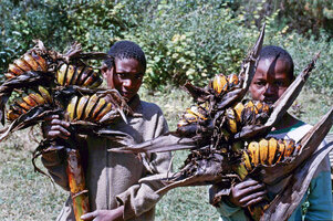 Ravenala blancii (left) infructescence with torn and degraded bracts, and Ravenala hladikorum (right) with stiff persistant bracts, Andasibe, Madagascar, photo Marcel Hladik