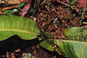 Ravenala blancii, young individual, bases of the decurrent leaf blades, Andasibe, Madagascar, photo Patrick Blanc