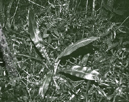 Ravenala blancii, young individual exhibiting the characteristic spiral torus funnel shape of the global foliage due to early lower blade torsion, Andasibe, Madagascar, photo Patrick Blanc