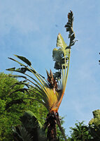 Ravenala cf. madagascariensis, a deviant individual with spirodistichous phyllotaxy and terminal inflorescence, somewhat similar to Phenakospermum guyannense, Ko Samet, Thailand, photo Patrick Blanc