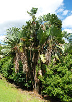 Ravenala cf. madagascariensis, a tall suckering clump, Ferney, Mauritius, photo Patrick Blanc