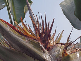 Ravenala cf. madagascariensis, deviant individual with terminal inflorescence and flowers atvanthesis, Singapore, photo Patrick Blanc