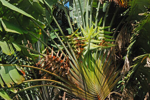 Ravenala cf. madagascariensis, inflorescences and unusual bracts congested in infructescences, Ferney, Mauritius, photo Patrick Blanc