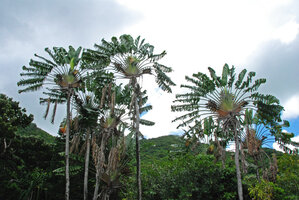 Ravenala cf. madagascariensis, perfectly fan shaped crowns with many inflorescences, Ferney, Mauritius, photo Patrick Blanc