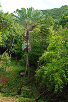 Ravenala cf. madagascariensis, unusual single stemmed tall individual, Ferney, Mauritius, photo Patrick Blanc